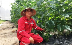 Bà Rịa-Vũng Tàu: Chàng soái ca nhà người ta bỏ làm dầu khí về nhà trồng dưa rồi cũng có tiền tỷ