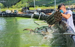 Tây Ninh: Nuôi loài cá ví như "nhân sâm nước" trong bể nổi khổng lồ, ông nông dân này bắt bán hàng tấn