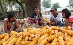 Giá thức ăn chăn nuôi tăng chóng mặt, nhiều nước cho phép nhập ngô biến đổi gen của Mỹ để hạ nhiệt