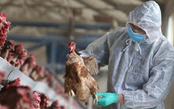 Chủng cúm gia cầm A/H5N8 có thể lây lan sang người lần đầu tiên xuất hiện tại Quảng Ninh 