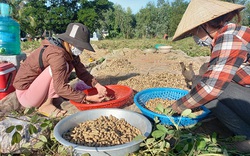 Đồng Tháp: Dân hối hả nhặt thứ quả chui xuống đất, nhặt đến đâu thương lái mua hết sạch