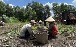 Tây Ninh: Thứ cây nhổ gốc lên bao nhiêu là củ, dân bán được giá hời, nhà nào trồng nhà đó có lời