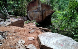 Video: Đại công xưởng "tàn sát" rừng nghiến ở Bắc Mê (Hà Giang)