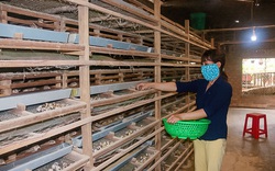 Lâm Đồng: Nuôi đàn chim 60.000 con bé như nắm tay, bán trứng thu 28 triệu/ngày, bán phân chim thu hàng trăm triệu