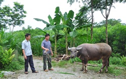 Tuyên Quang: Nông dân làm giàu nhờ nghề nuôi trâu vỗ béo