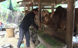 Hà Giang: Huyện Đồng Văn, Mèo Vạc bảo vệ chặt đàn trâu, bò trước dịch bệnh viêm da, nổi cục