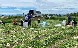 Đứng trên ruộng củ cải càng già càng xấu, anh nông dân tỉnh Bình Thuận bỗng thở phào khi có người xuống nhổ giúp