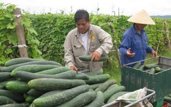 Loại quả bán rất rẻ ở Việt Nam vào mùa hè nhưng công dụng sánh ngang linh chi