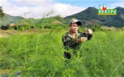 Trồng "vua của các loại rau", nông dân ở một xã vùng sâu tỉnh Đăk Nông hái ra tiền