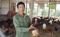 Đắk Nông: Hé lộ bí quyết nuôi gà ta thả vườn cà phê, dịch giã như thế, ông nông dân này vẫn lãi 40 triệu/tháng