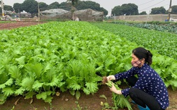Hà Nội: Ngày càng nhiều vùng sản xuất an toàn, nói "không" với thuốc bảo vệ thực vật