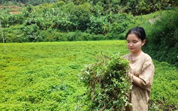 Cao Bằng: Trồng la liệt loài cây như rau dại, cô đặc thành thứ ăn đến đâu mát đến đó, thu hàng chục tỷ