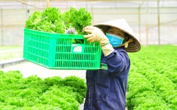Rẽ tay ngang làm nông nghiệp công nghệ cao, anh nông dân Dũng "cao" xuất khẩu hàng trăm tấn rau xà lách đi Hàn Quốc