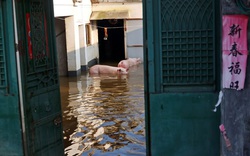 Lũ lụt kinh hoàng, người nông dân Trung Quốc cay đắng nhìn sinh kế bị cuốn trôi