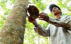 Bình Phước: Nông dân trồng cao su tiểu điền tạm ngưng cạo mủ để cùng chống dịch