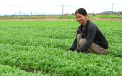Nông dân Bình Định lan tỏa trồng rau an toàn theo tiêu chuẩn VietGAP