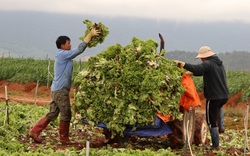 Lâm Đồng: Xót xa nông dân vứt bỏ rau, hoa vì càng bán càng lỗ nặng