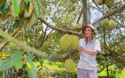 Gia Lai: Bơ chín vứt cho gà ăn chán chê, sầu riêng treo đầy cành mà bán trầy trật, nông dân kêu "buồn quá"