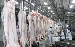 Vissan khẳng định vẫn đảm bảo nguồn cung ứng thịt heo tươi sống tại TP.HCM