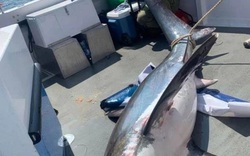 Lôi cá mập dài 4 m lên thuyền chụp ảnh, cần thủ bị chỉ trích nặng nề