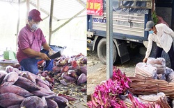 Hậu Giang: Nông dân gom hàng chục tấn bông súng, bắp chuối, đu đủ,... gửi đến vùng dịch