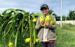 Lạ lùng Bình Thuận, loại quả được mệnh danh là “rồng vàng” phải 2 lần chín mới thơm ngon "nhức nách"