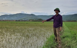 Thanh Hóa: Lấp cống để thi công cao tốc Bắc - Nam khiến 13 ha lúa của nông dân "bị chết đuối"