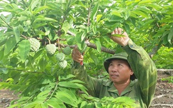 Ninh Bình: "Ép" vườn na ra quả liên tục, nông dân ở đây thu tiền gấp đôi, mỗi ha trồng na lãi hàng trăm triệu