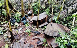 Vụ phá rừng nghiến “khủng” nhất Việt Nam: Hà Giang xác nhận hơn 710m3 gỗ nghiến bị tàn phá trong Vườn quốc gia Du Già
