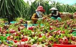 Tại sao tỉnh An Giang bất ngờ khuyến cáo doanh nghiệp điều chỉnh kế hoạch xuất khẩu thanh long sang Trung Quốc?