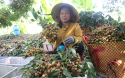 Đồng Tháp, Sóc Trăng lo tiêu thụ 80.000 tấn nhãn, nông dân muốn đưa lên sàn, vào siêu thị