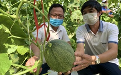 Quảng Bình: Hội Nông dân xây nhà màng trồng dưa công nghệ cao là có mục đích này đây