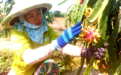 Long An: Muốn "3 tại chỗ", nhân công làm thanh long phải có kết quả RT-PCR âm tính   