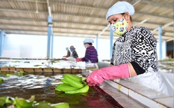 Trung Quốc đột nhiên mua 348.261 tấn trái cây này của Việt Nam, lại mua thêm của Campuchia 180.000 tấn