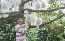 Đắk Nông: Chỉ vỏn vẹn có 6 cây sầu riêng đặc sản thôi mà chàng nông dân vui tính này thu 60 triệu mỗi vụ