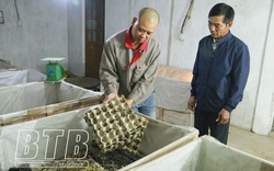 Thái Bình: Nuôi dày đặc loài côn trùng đặc sản trong phòng điều hòa, ông nông dân "đút túi" 200 triệu mỗi năm
