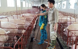 Bắc Ninh: Anh nông dân nuôi lợn công nghệ cao, mỗi năm thu 20 tỷ, lãi ròng 3 tỷ