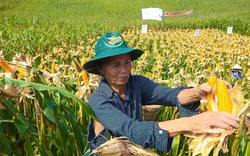 Việt Nam chi 6 tỷ USD nhập 20,4 triệu tấn nguyên liệu thức ăn chăn nuôi, “ăn đong” đến bao giờ?