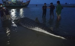Clip nóng: Phát hiện cá lạ nặng hơn một tấn trôi dạt vào bãi biển ở Nghệ An