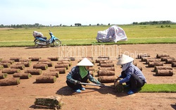 Nam Định: Ở nơi này nông dân trồng cỏ xúc bán cả cuộn gọi là nghề "một vốn bốn lời"