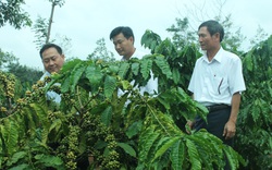 Agribank tỉnh Đắk Lắk: Hơn 9.000 tỷ đồng dư nợ cho vay nông nghiệp, nông thôn