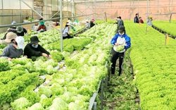 Lâm Đồng vẫn duy trì ổn định 4.000 tấn rau, củ mỗi ngày xuất đi TP.HCM