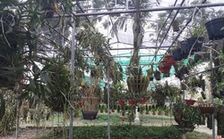 Thái Nguyên: Xây trung tâm bảo tồn và phát triển lan hơn 20.000m2