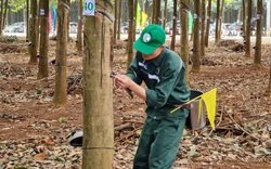 
Tại sao Trung Quốc đột ngột giảm mua loại nông sản này của Việt Nam dù trước đó gom cả triệu tấn?