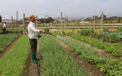 Quỹ Hỗ trợ nông dân ở Quảng Ninh hỗ trợ nông dân làm ăn lớn có thu tiền tỷ