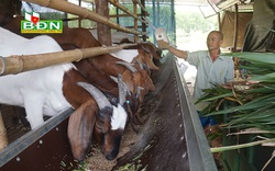 Đắk Nông: Trồng tiêu tiêu chết, trồng cỏ nuôi con tai dài chỉ uống thêm nước lã lại khá giả hẳn lên