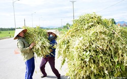 Nghệ An: Nông dân thu hàng chục triệu đồng/ha từ loại cây có hạt bé li ti nhưng rang lên thì thơm lừng