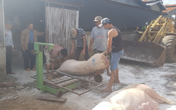 Lâm Đồng: Huyện Di Linh đang tổ chức dập khẩn trương ổ dịch tả heo châu Phi khiến 58 con lợn bị chết