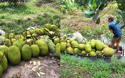 Giá mít Thái hôm nay 1/8: Giá mít tăng mạnh, có nơi bán 27.000 đồng/kg, lái mít gắng vào vườn gom từng trái