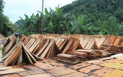 Bóc gỗ rừng tự nhiên đem đi bán ở Lạng Sơn (Bài 1): Ngang nhiên mở đường vào rừng đốn gỗ như "vòi bạch tuộc"